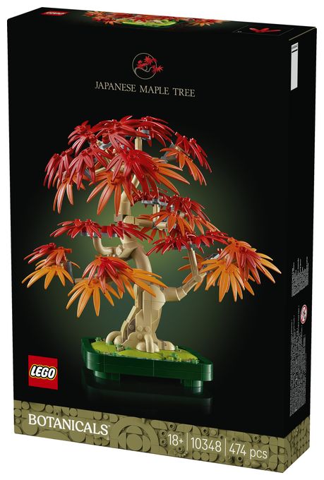 Japanischer Roter Ahorn – Bonsai-Baum 