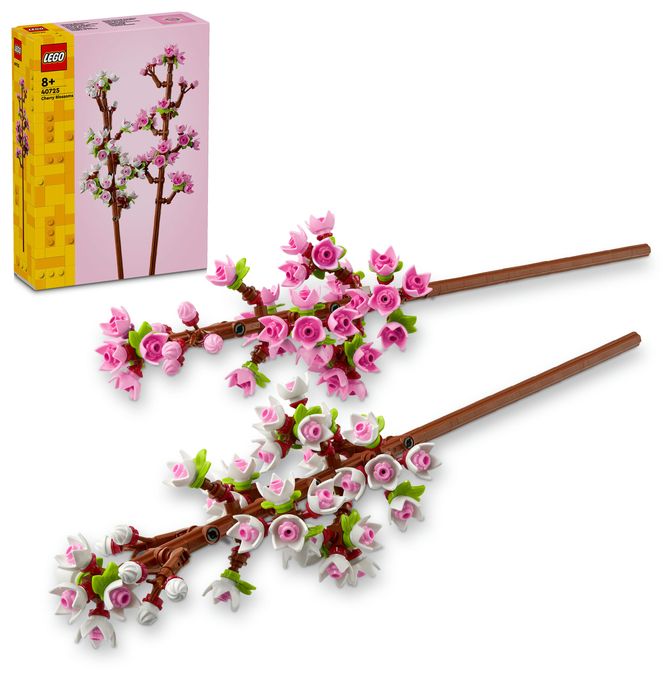 Kirschblüten 