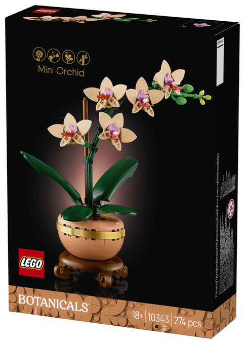 Mini-Orchidee 