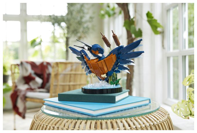 Eisvogel 