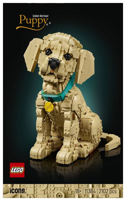 Golden Retriever Welpe 
