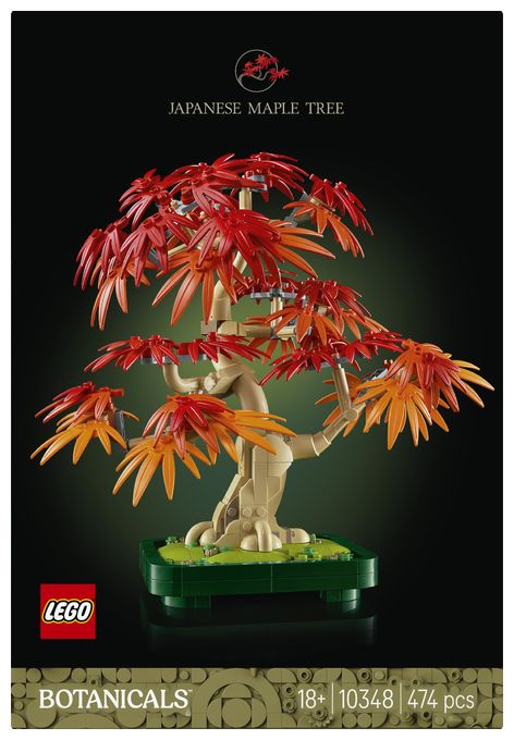 Japanischer Roter Ahorn – Bonsai-Baum 