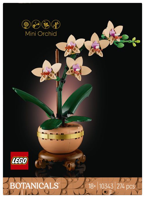 Mini-Orchidee 