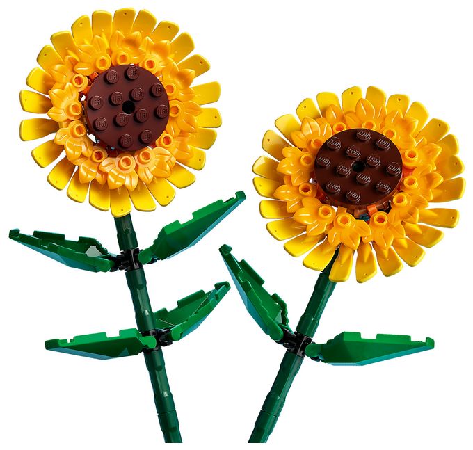 Sonnenblumen 