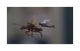 Thumbnail10