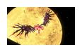 Thumbnail10