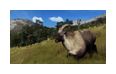 Thumbnail11