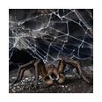Thumbnail4
