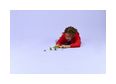 Thumbnail5